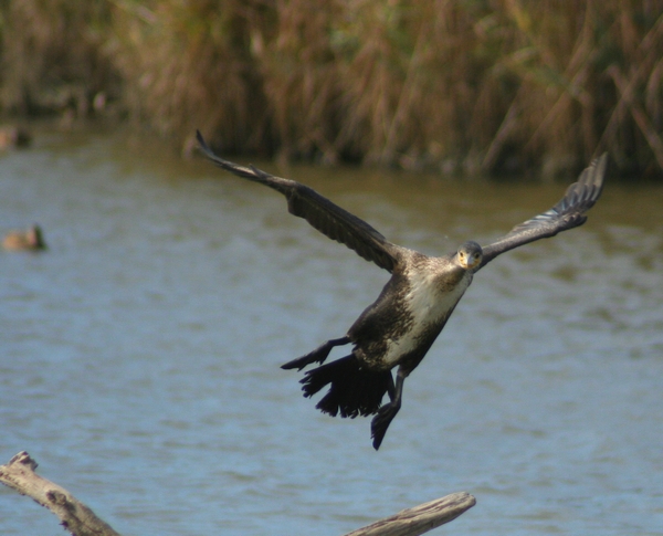 macchia grande e i suoi cormorani (almeno credo)
